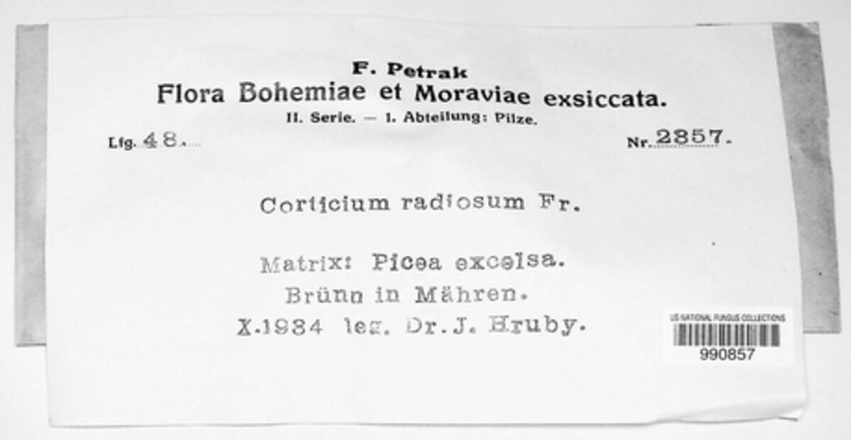 Corticium image